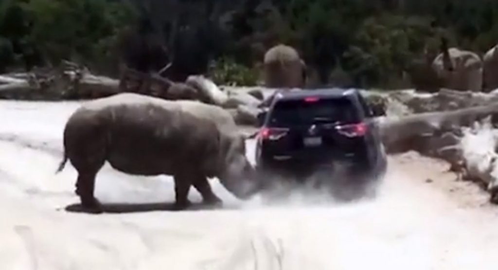  Huge Rhino Rams SUV At Mexican Safari Park To Impress A Female