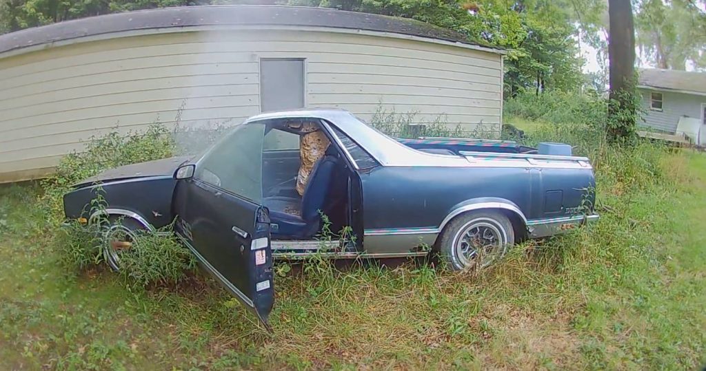  Watch Exterminator Remove Giant Hornets’ Nest From El Camino