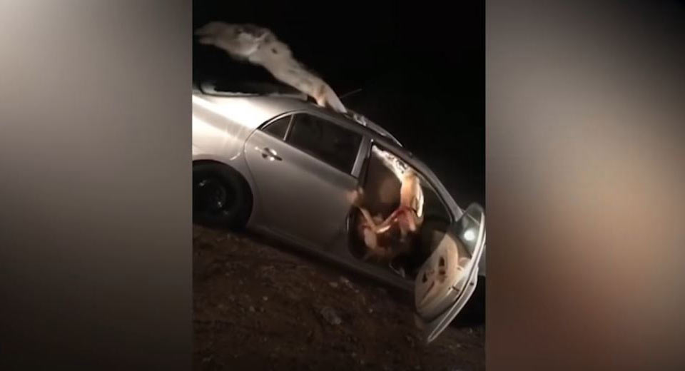 Camel Trapped In Car After Head-On Crash, Both It And Driver Are OK