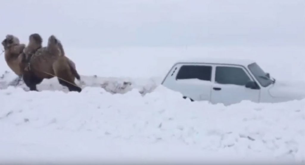 This Russian Camel Managed To Pull A Lada Out Of The Snow!