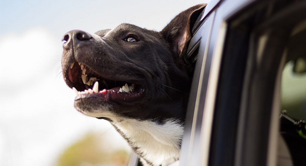  U.S. Senator Wants Law To Protect People Who Save Pets From Hot Cars