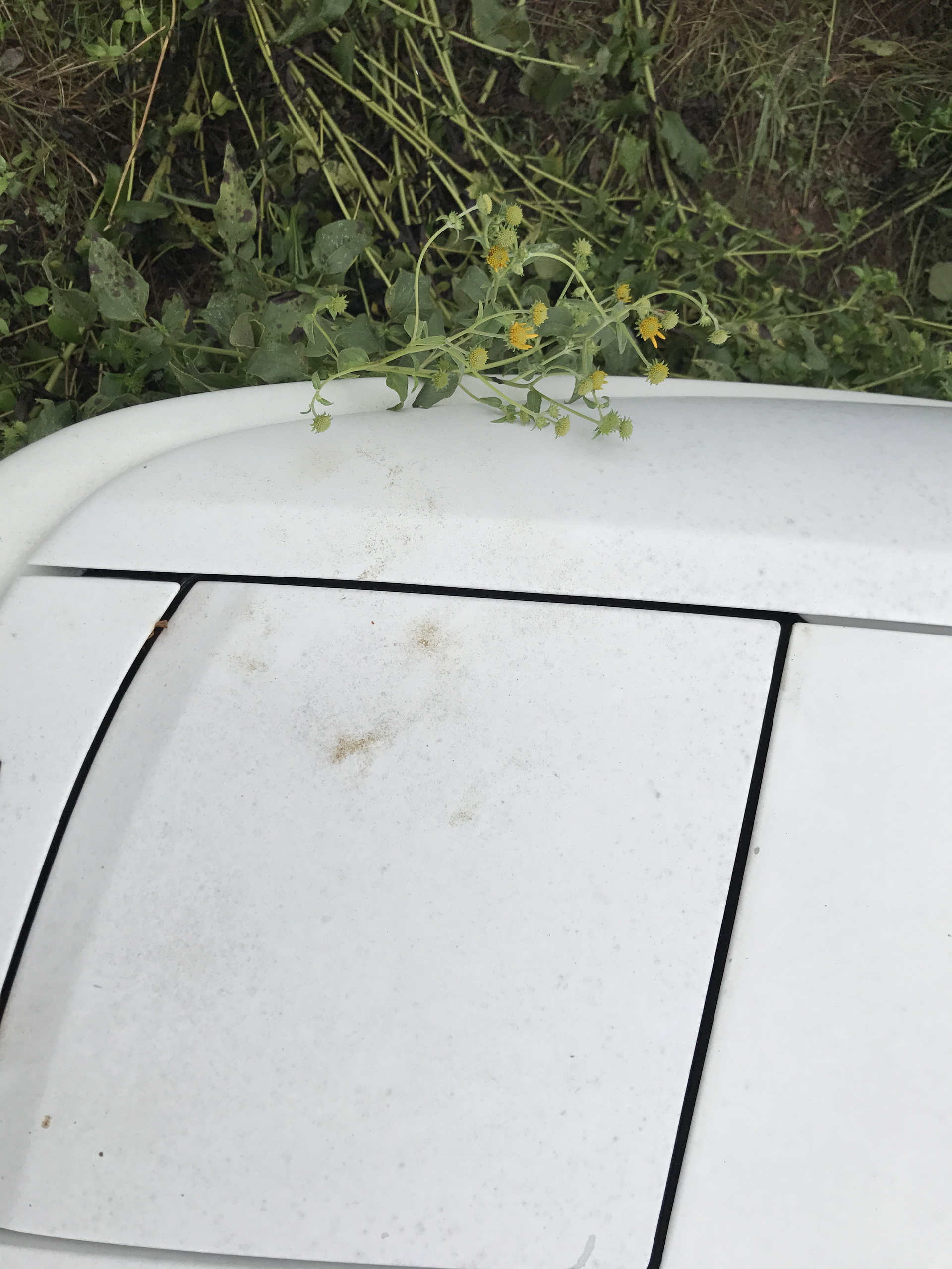 Ferrari-Abandoned-43 How Could ANYONE Let 11 Classic Ferraris To Die On A Field?