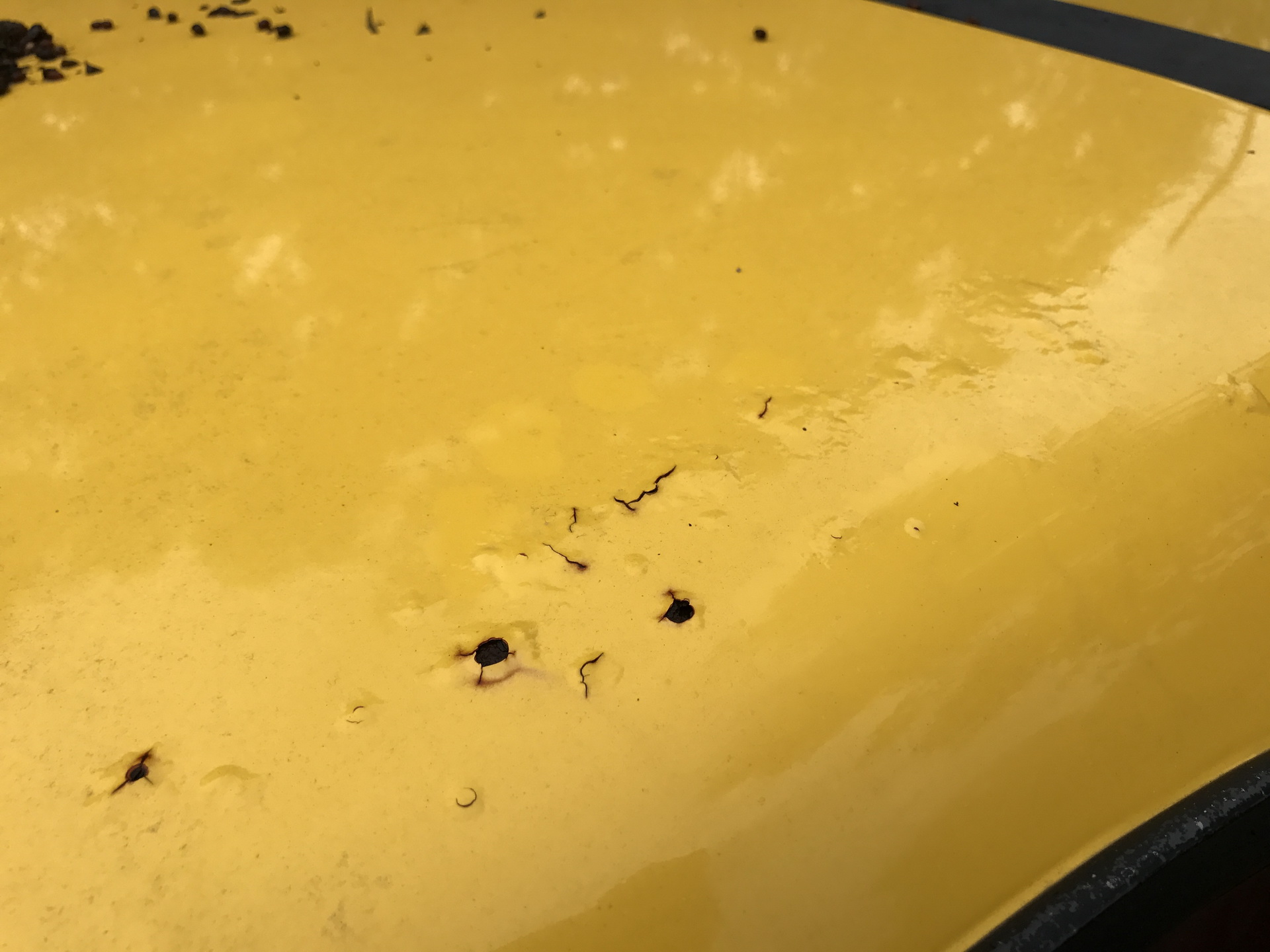 Ferrari-Abandoned-32 How Could ANYONE Let 11 Classic Ferraris To Die On A Field?