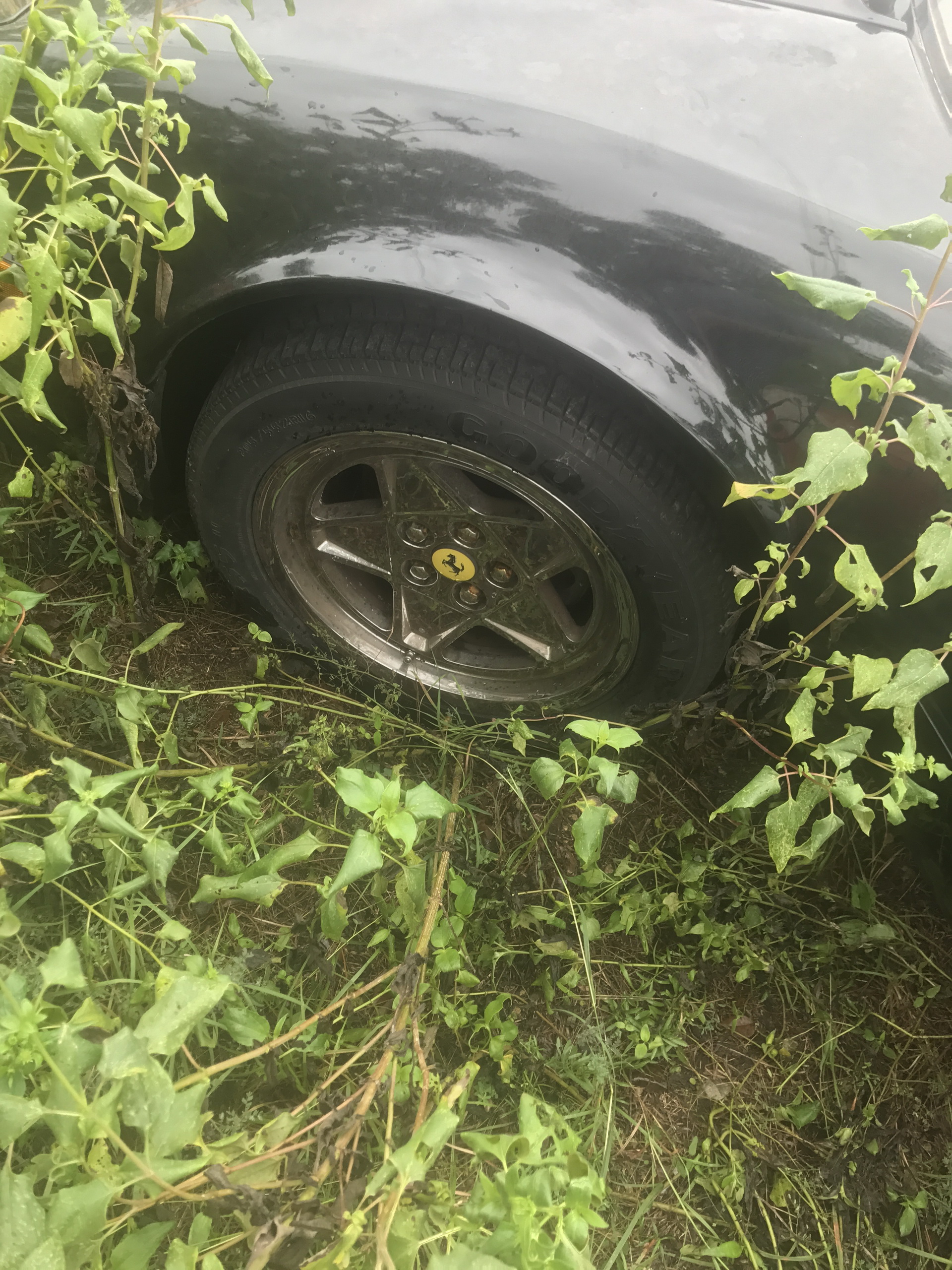 Ferrari-Abandoned-81 How Could ANYONE Let 11 Classic Ferraris To Die On A Field?