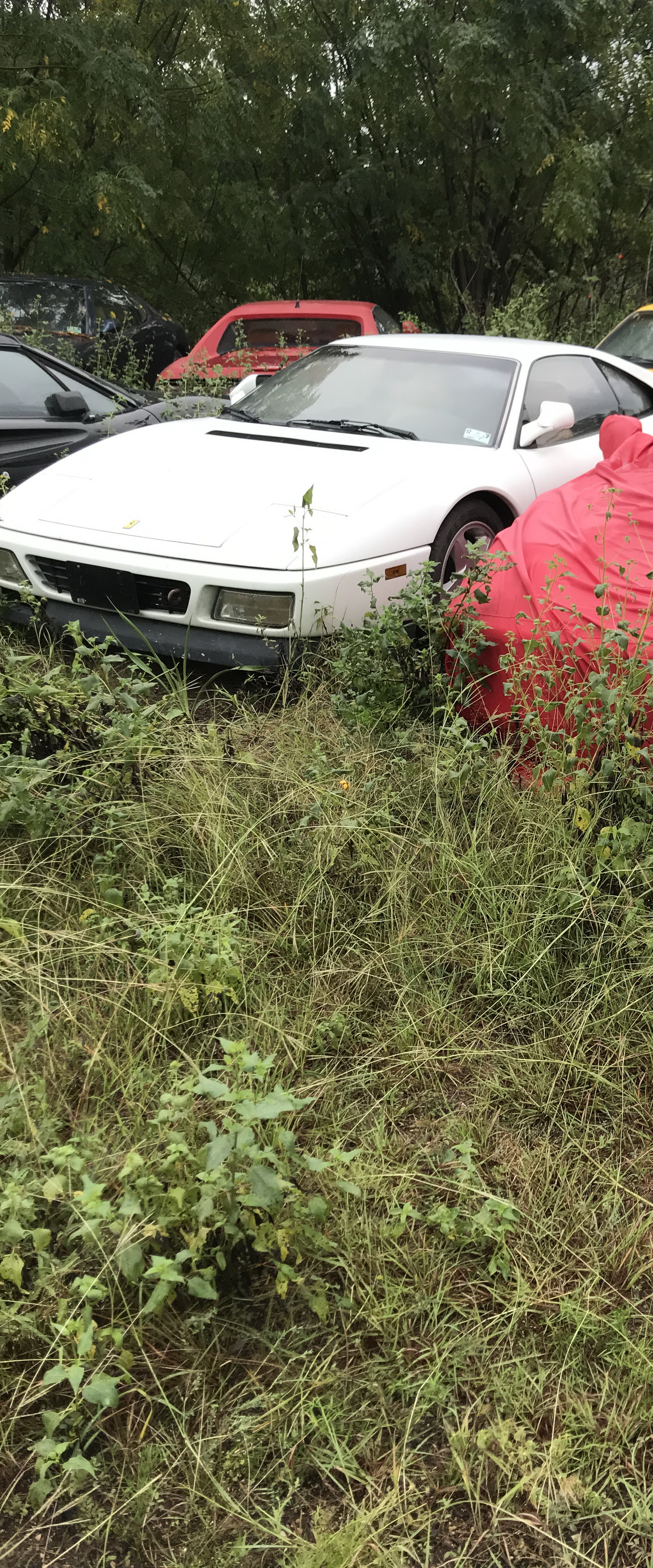 Ferrari-Abandoned-02 How Could ANYONE Let 11 Classic Ferraris To Die On A Field?