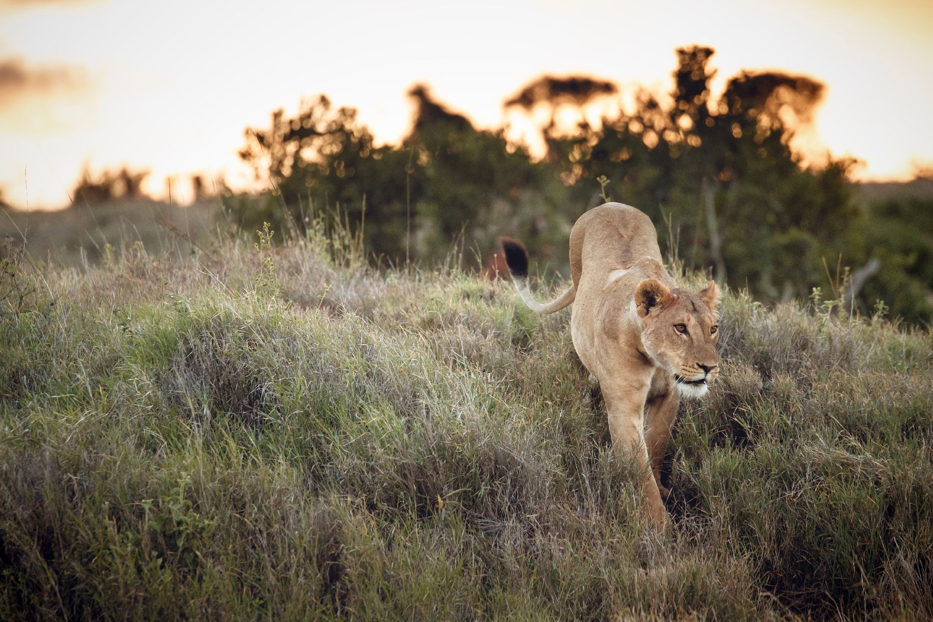 2020 Land Rover Defender Completes Rigorous Testing In Kenya