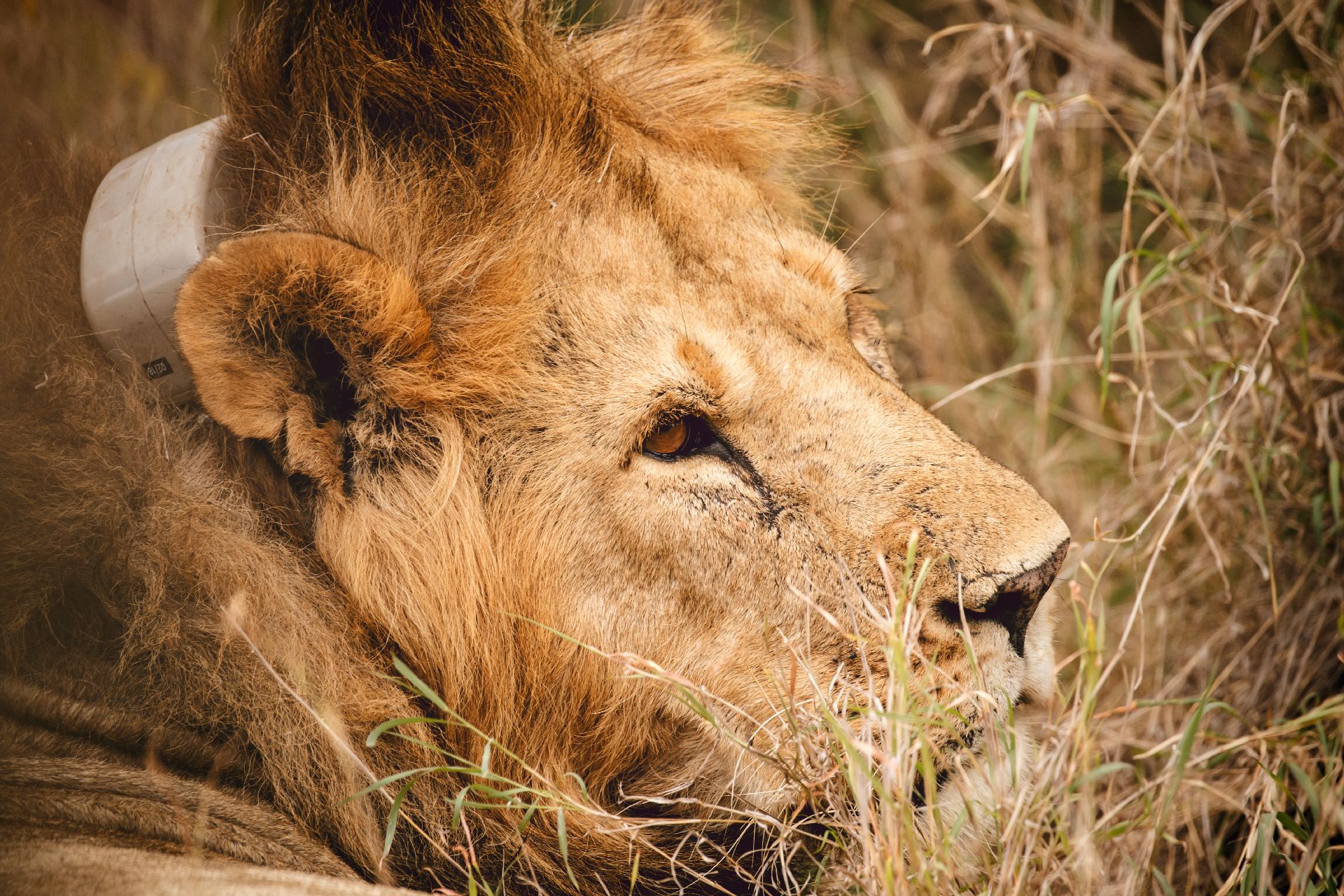 2020 Land Rover Defender Completes Rigorous Testing In Kenya