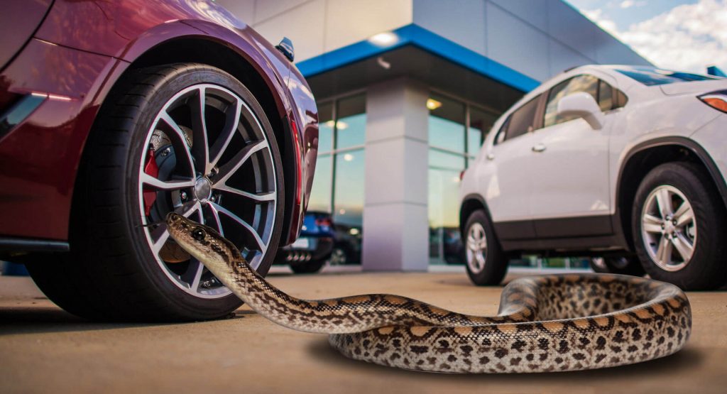 Some Buyers Bring Really Weird Things On Test Drives, Including 12-Foot Snakes
