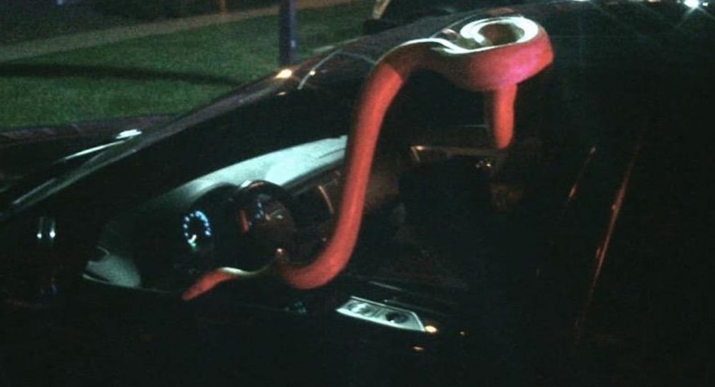 Things To Do In Denver When You’re Drunk: Let A 15-Foot Snake Slither Out Of Your Car
