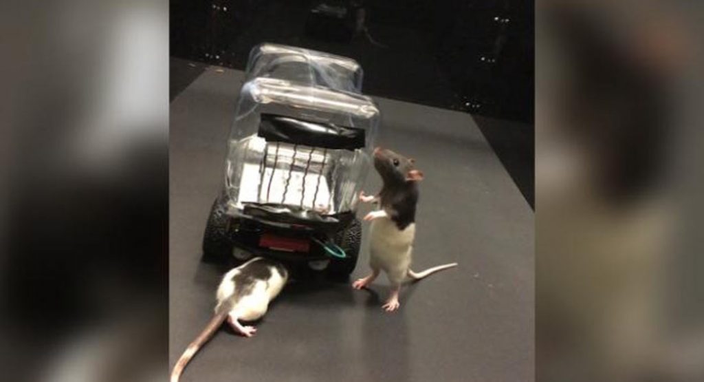 Rats Were Taught By Scientists How To Drive Mini Cars – And They Found It Relaxing!