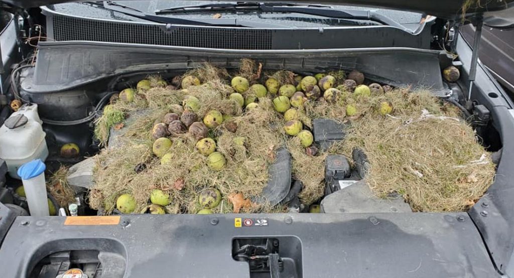  Aww Nuts! Woman Finds Hundreds Of Walnuts Under The Hood Of Her Crossover