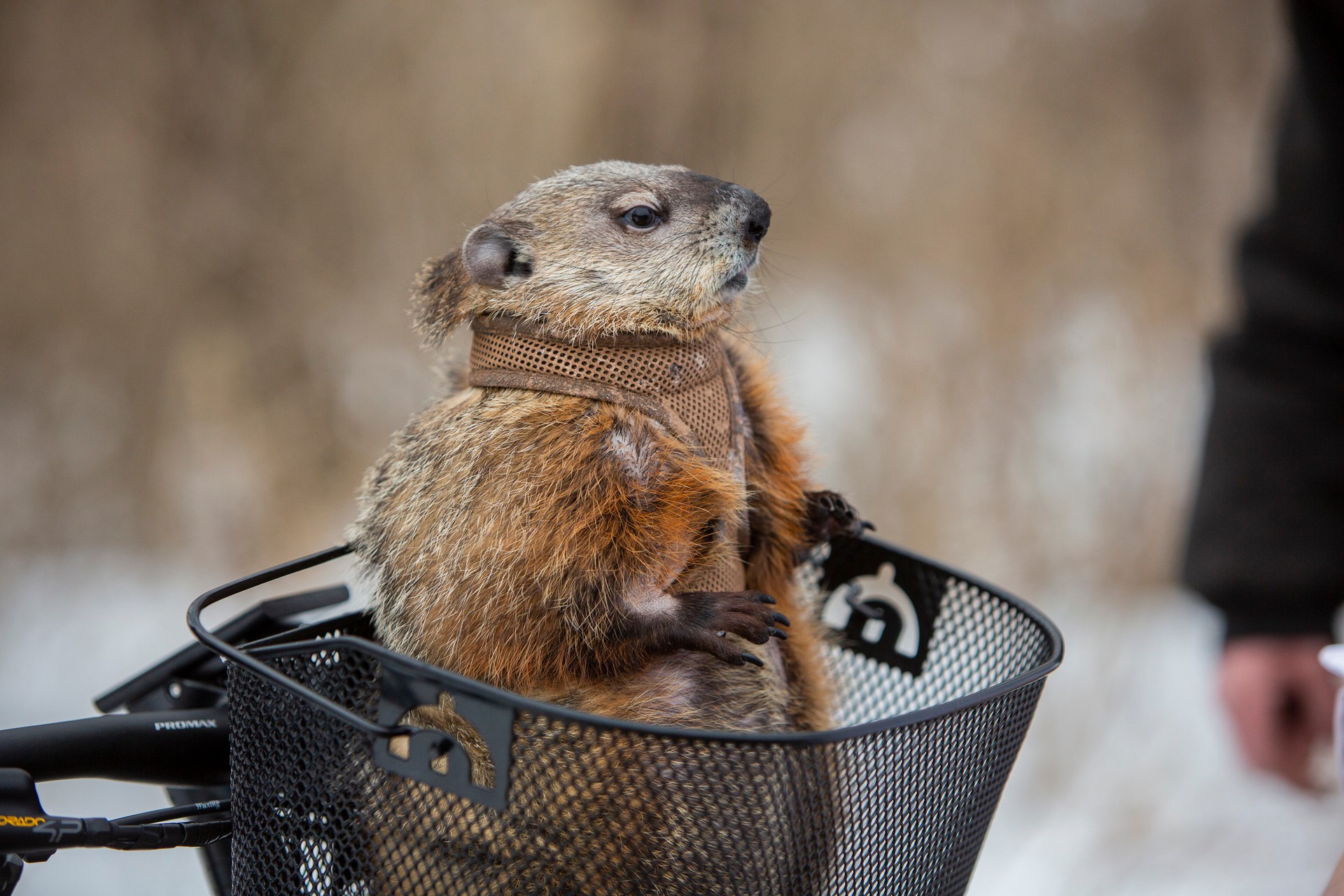 It’s Groundhog Day All Over Again For Bill Murray Who Reprises Role In Jeep’s 2020 Super Bowl Ad
