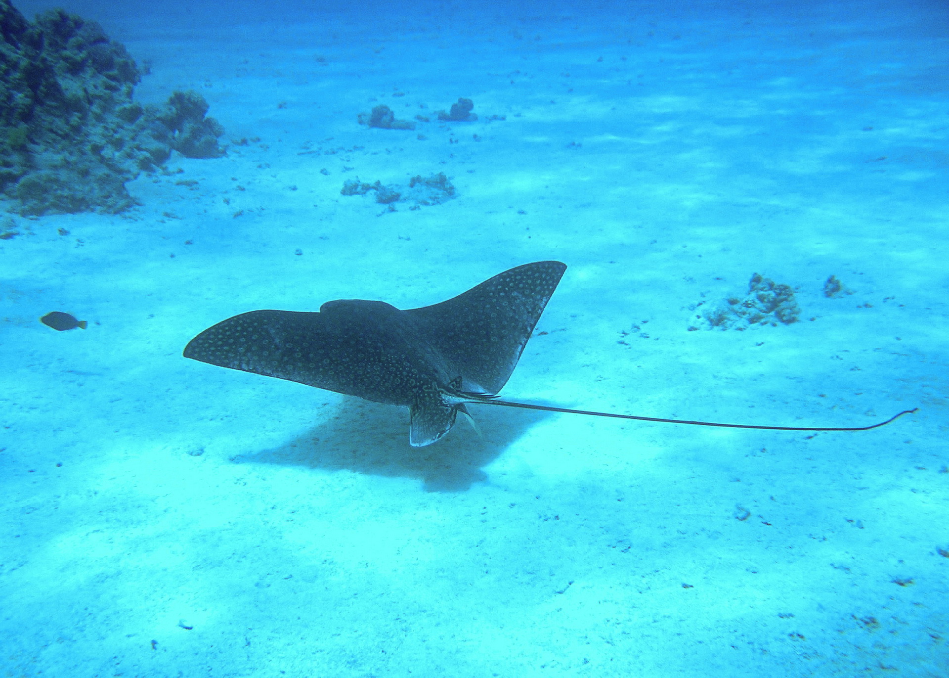 Opel Celebrates 50th Anniversary Of Its “Pony Car”, The Manta