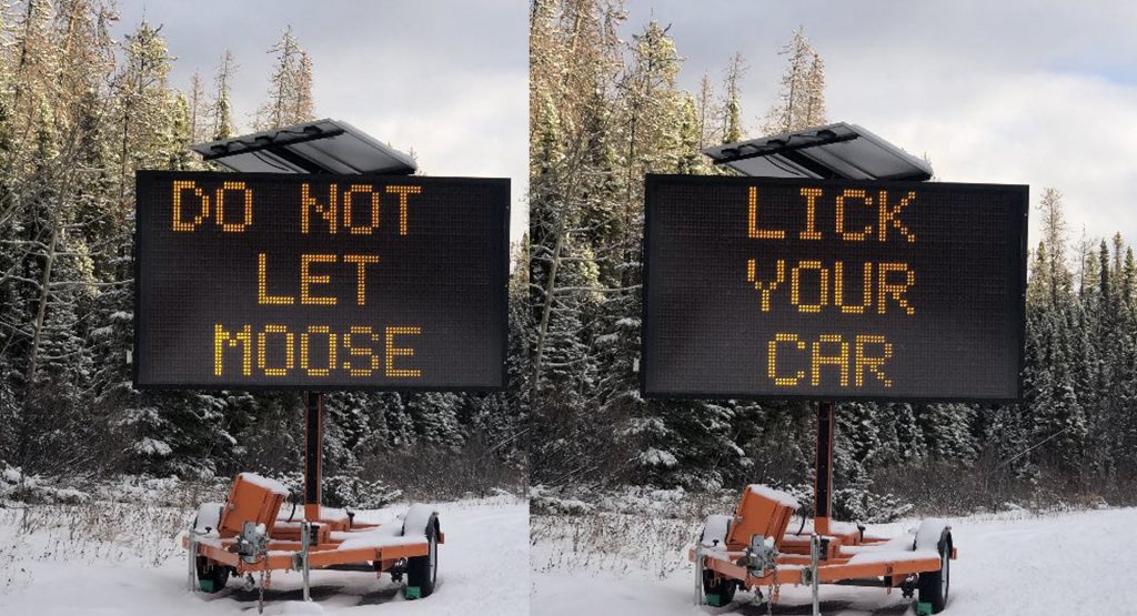 Canadians Are Being Warned Not To Let Moose Lick Their Cars (No, We’re Not Joking)