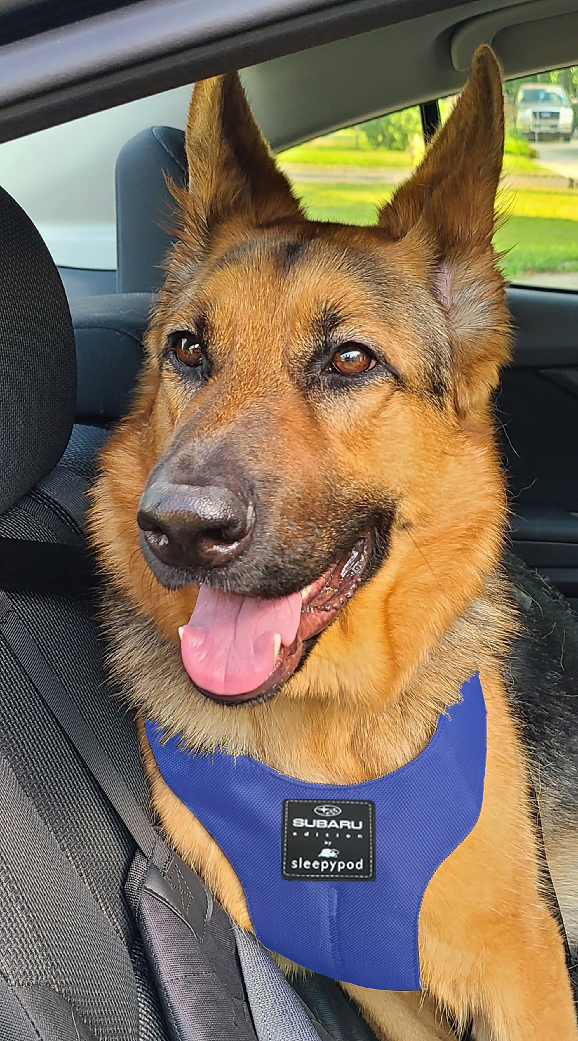 Subaru’s New Line Of Accessories Protects Your Pets From Your Car And Your Car From Your Pets