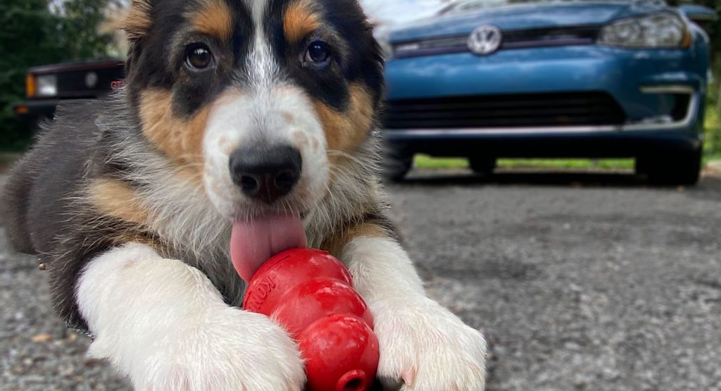  VW Inadvertently Inspired KONG Dog Toys And That’s The Doggone Truth