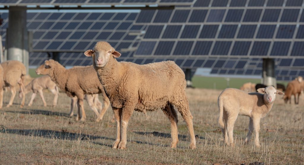  Volkswagen’s Chattanooga Plant Employs 4,000 Humans, 50 Sheep