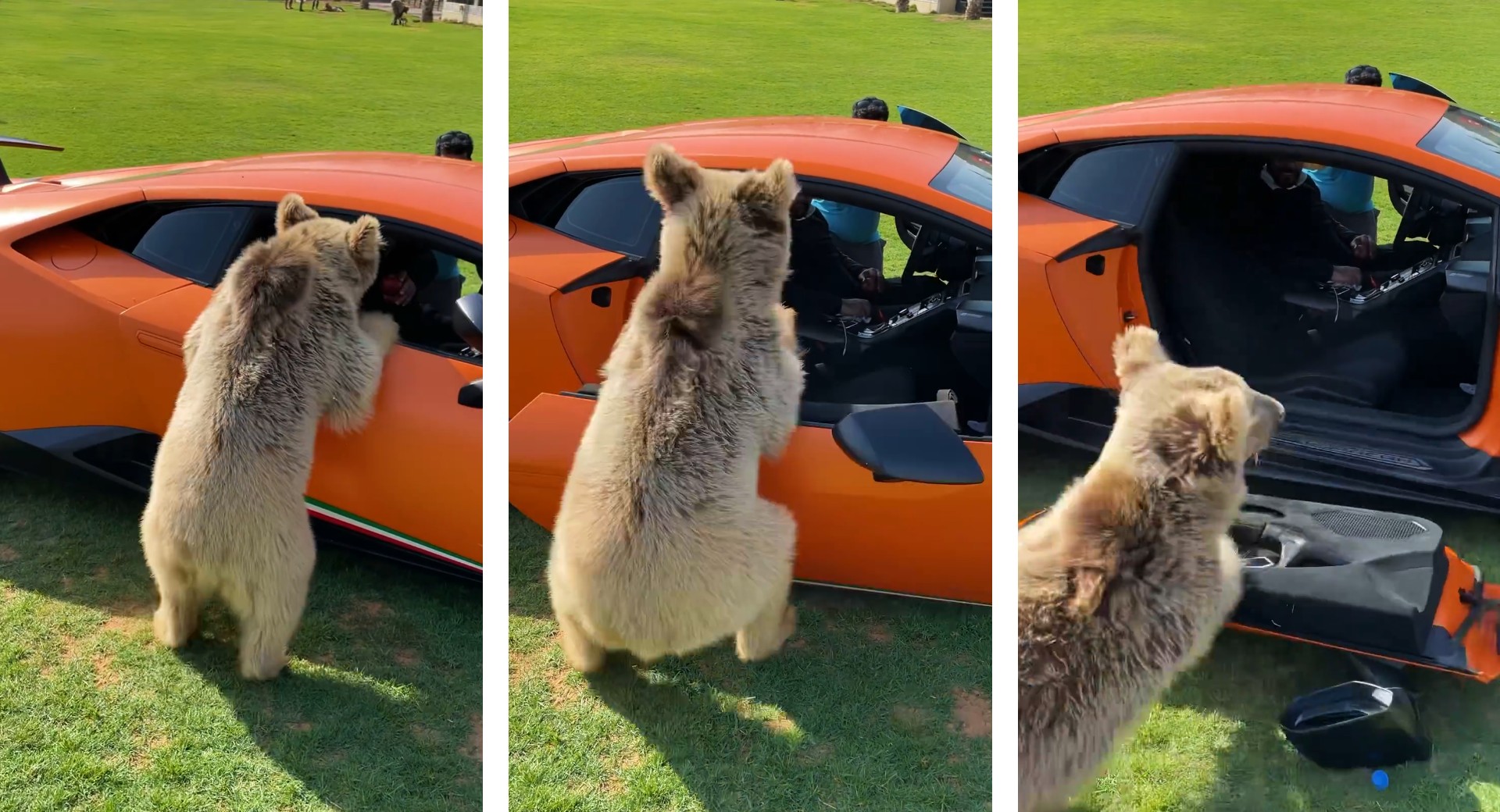 Barcelona Zwaaien Napier Friendly Pet Bear Accidentally Rips Door Off Lamborghini Huracan  Performante, Owner Laughs | Carscoops