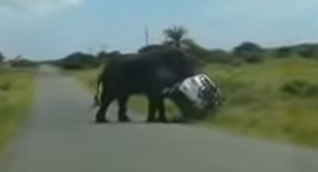 Watch Offended Elephant Flip A Ford SUV At South African Nature Reserve