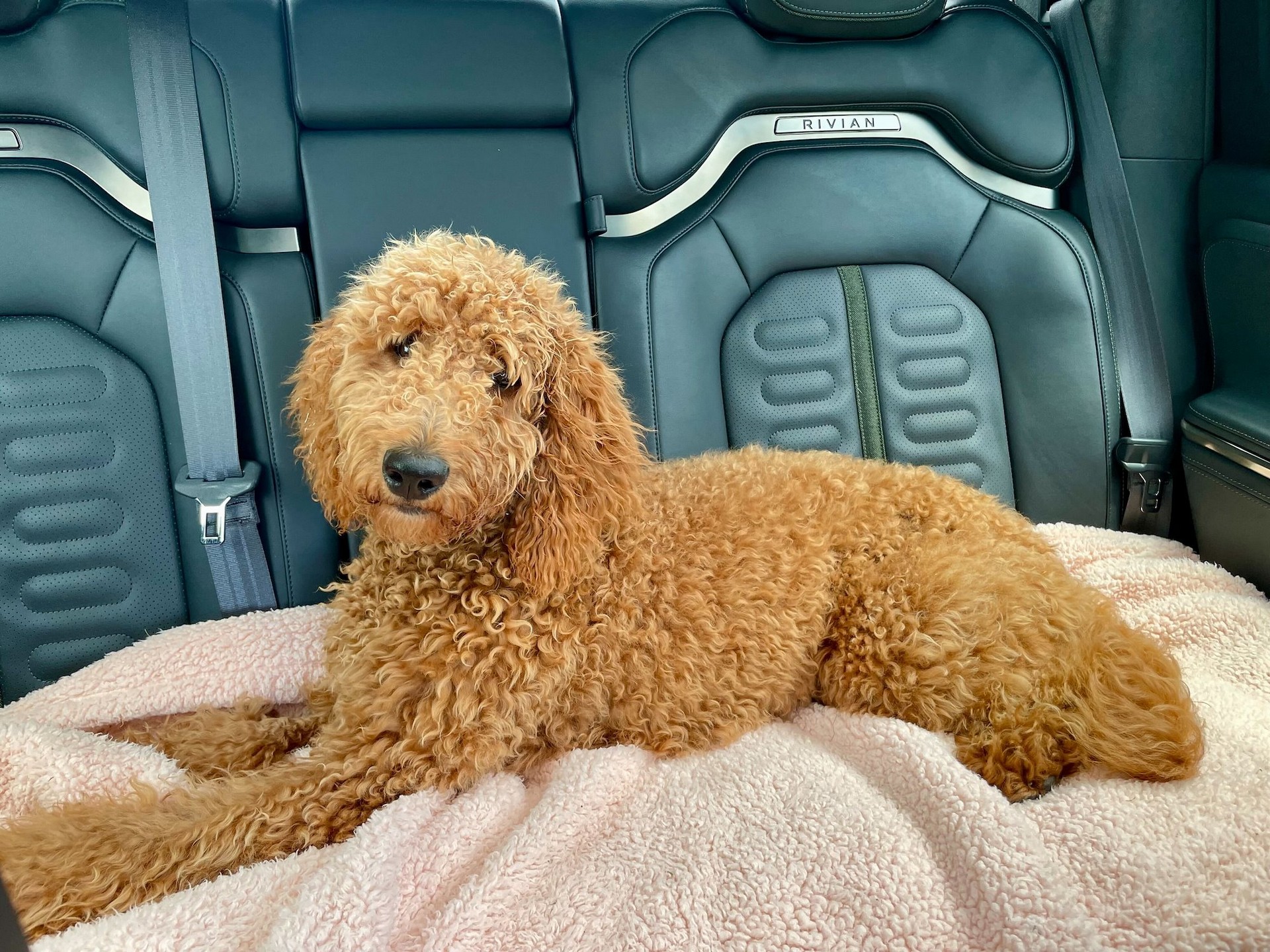 Rivian Adds Tesla-Like Pet Comfort Mode To Keep Dogs Safe This Summer