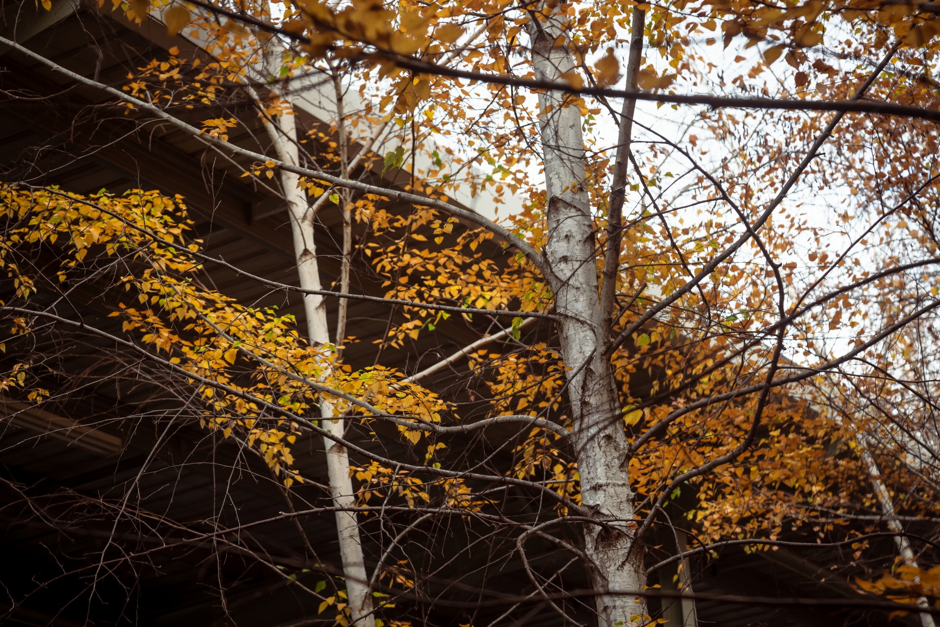 2023 Nissan Z Makes A Special Appearance At Z Drive Event In Australia
