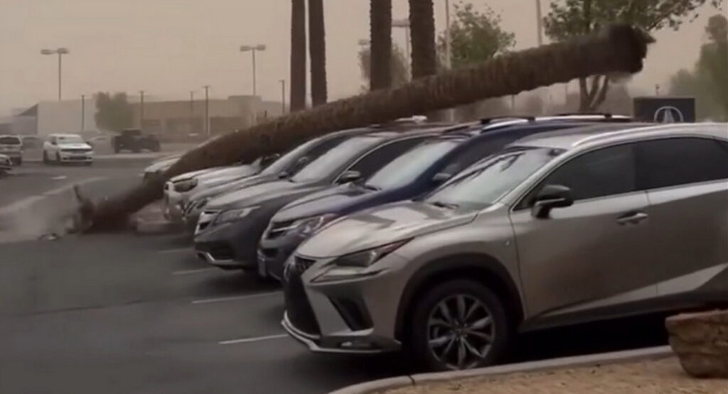 ‘Oh, no!’ Palm Tree Breaks And Crashes Several SUVs At Arizona Acura Dealership