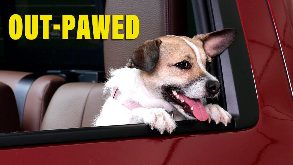  Florida Bill Wants To Outlaw Dogs Sticking Their Heads Out Of Car Windows And Riding On Laps