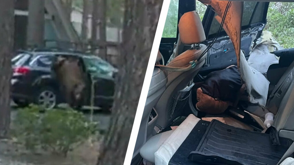 Bear Trapped In Subaru 1024x576 - Auto Recent