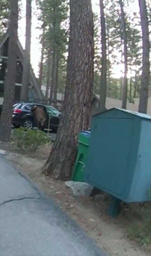Bear Trapped in Subaru 530 3