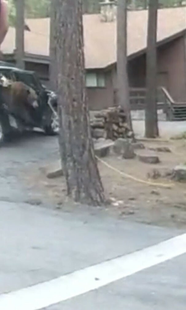 Bear Trapped in Subaru 530 4