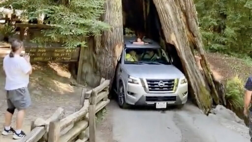  Man Damages 2,500-Year-Old Tree By Driving Nissan Armada Through It