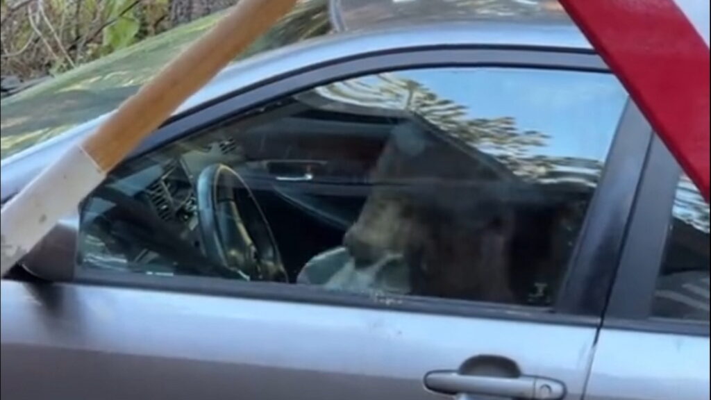  Bear Trashes Woman’s Toyota Corolla After Locking Itself Inside