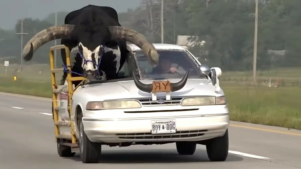  Massive Bull Spotted Riding In A Chopped Ford Crown Vic In Nebraska, Gets Pulled Over By The Police