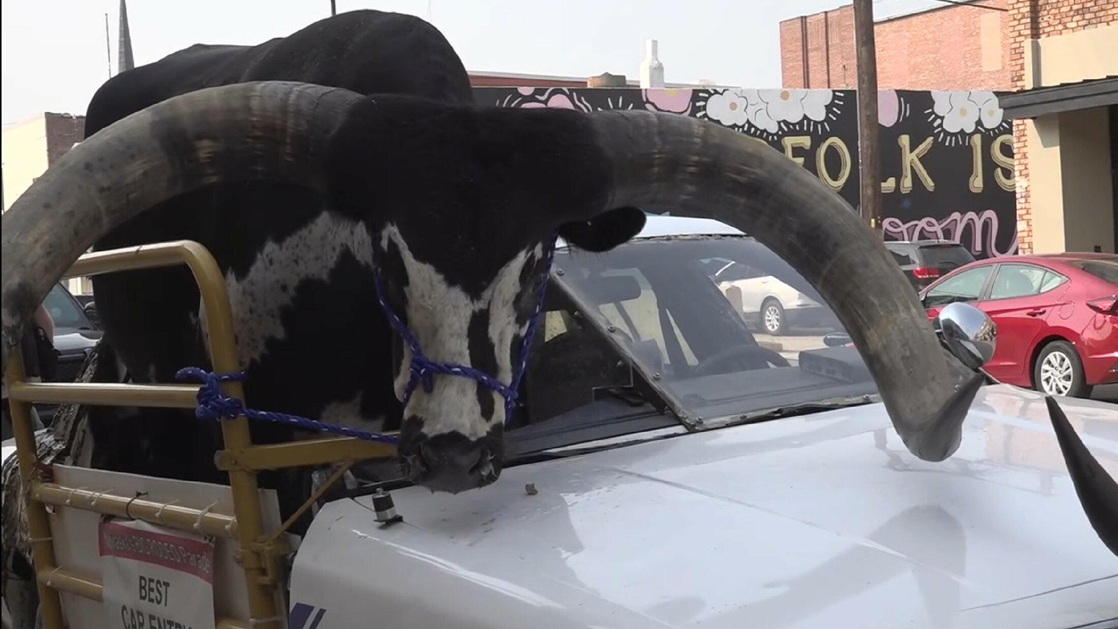 Massive Bull Spotted Riding In A Chopped Ford Crown Vic In Nebraska ...