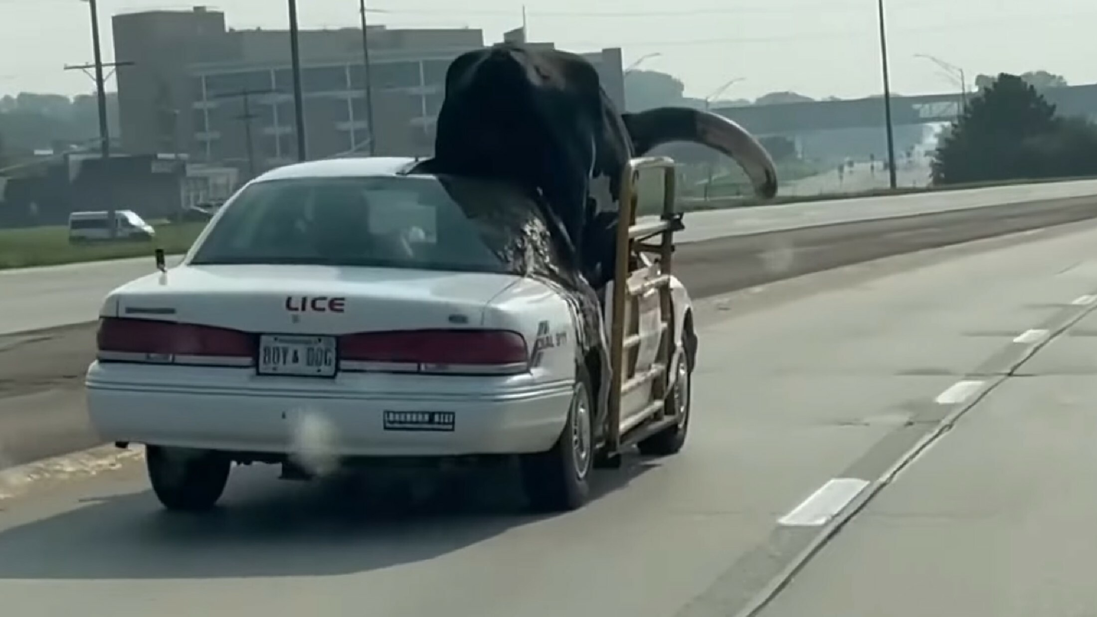 Massive Bull Spotted Riding In A Chopped Ford Crown Vic In Nebraska ...