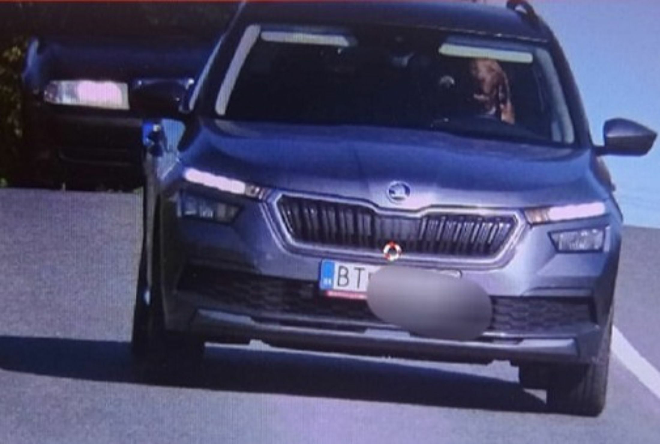 Skoda Kamiq - Dog Driver (2)