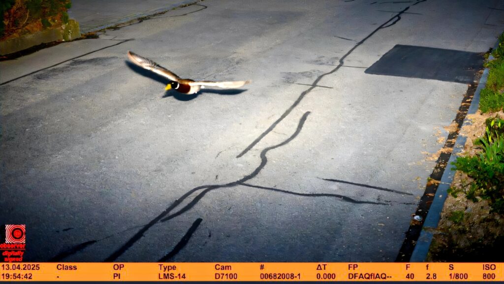 Radar Catches Repeat Offender At Twice The Speed Limit, But They Don’t Give Two Quacks