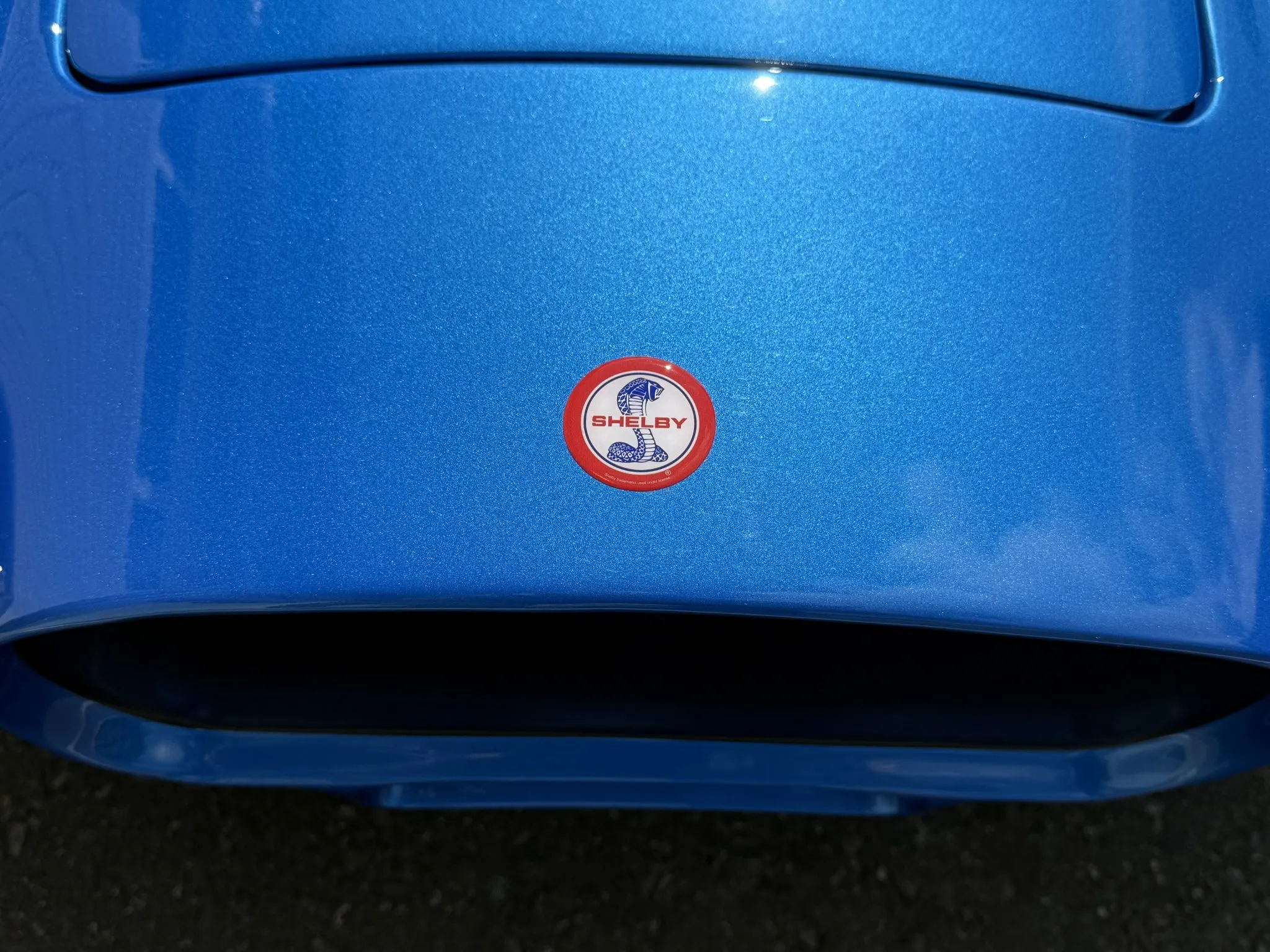 This Shelby Proves That Size Doesn’t Always Matter