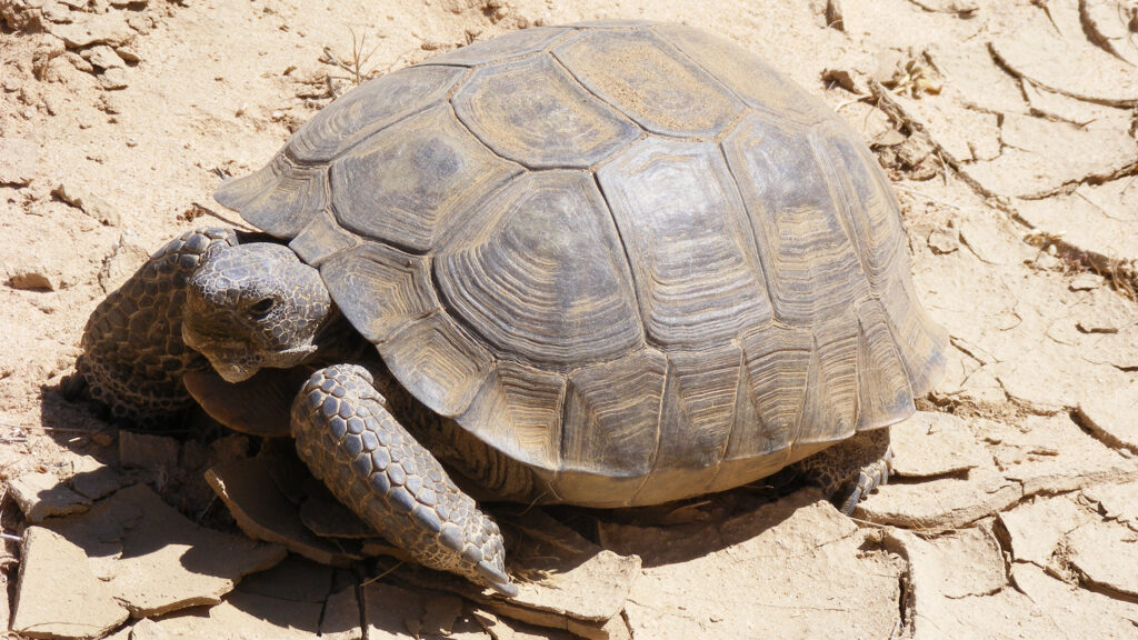 Изображение пустынной черепахи