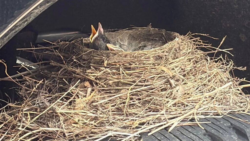  Four Robins Took A Dealer&rsquo;s New Ford Hostage Under Federal Law. They Just Let It Go