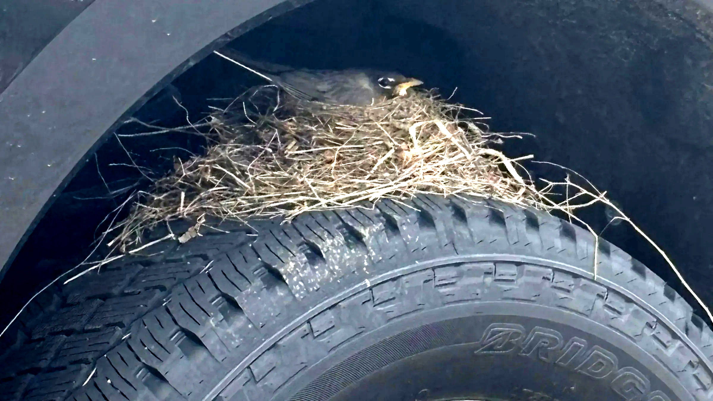 Four Robins Took A Dealer’s New Ford Hostage Under Federal Law. They Just Let It Go