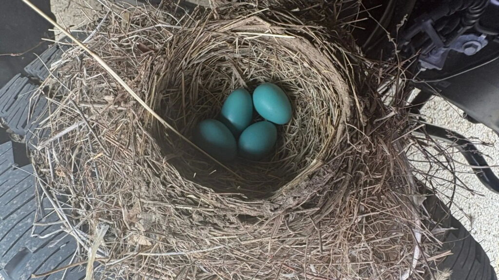  Four Robins Took A Dealer&rsquo;s New Ford Hostage Under Federal Law. They Just Let It Go