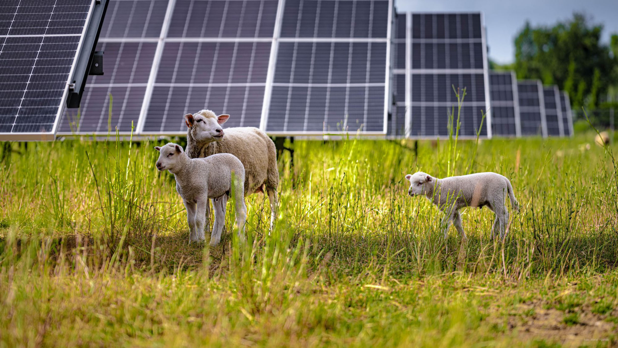 VW sheep plant 00001
