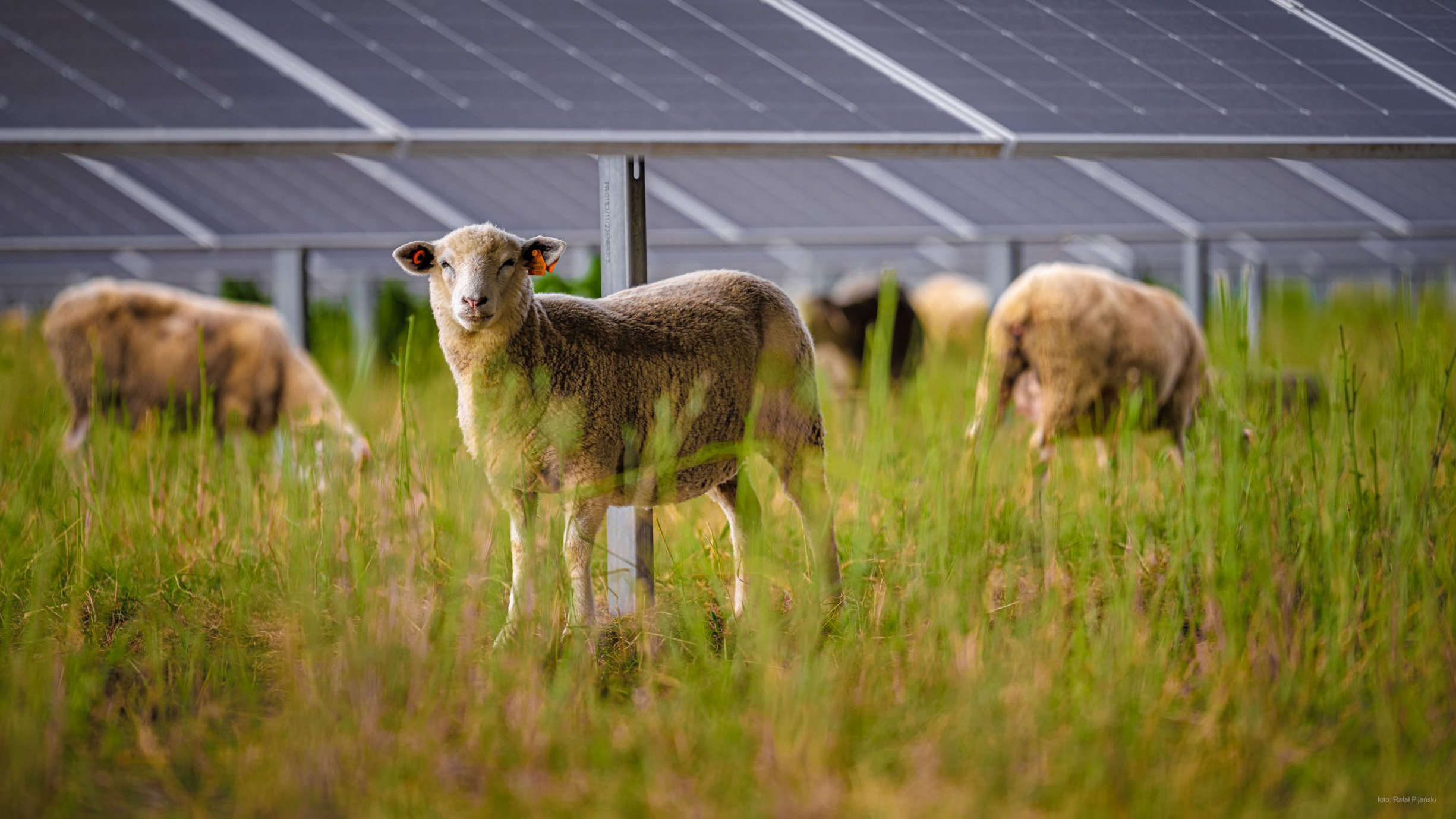 VW Replaces Lawnmowers with 100 Sheep at Polish Factory