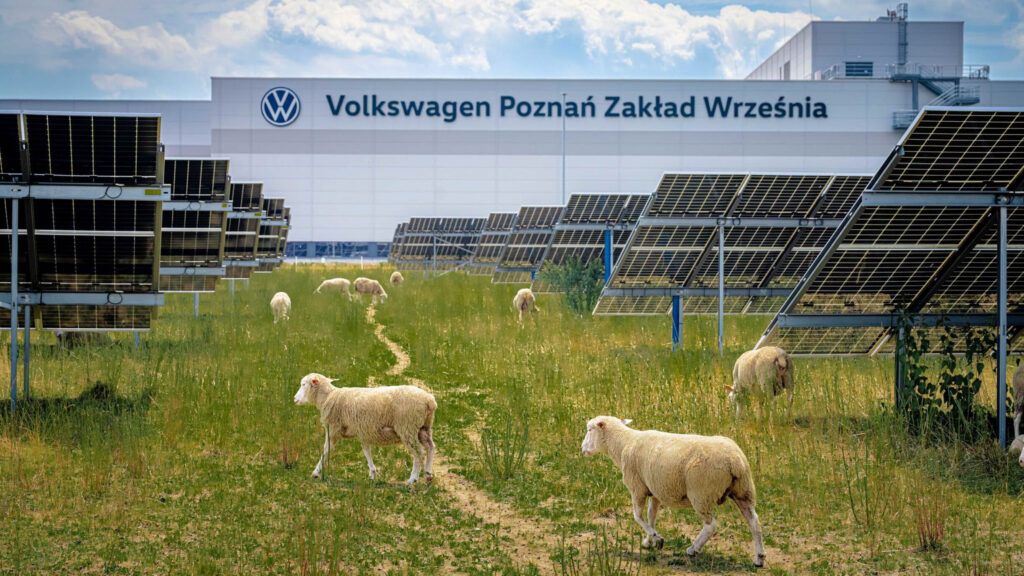  VW Fired Its Lawnmowers And Hired 100 Sheep