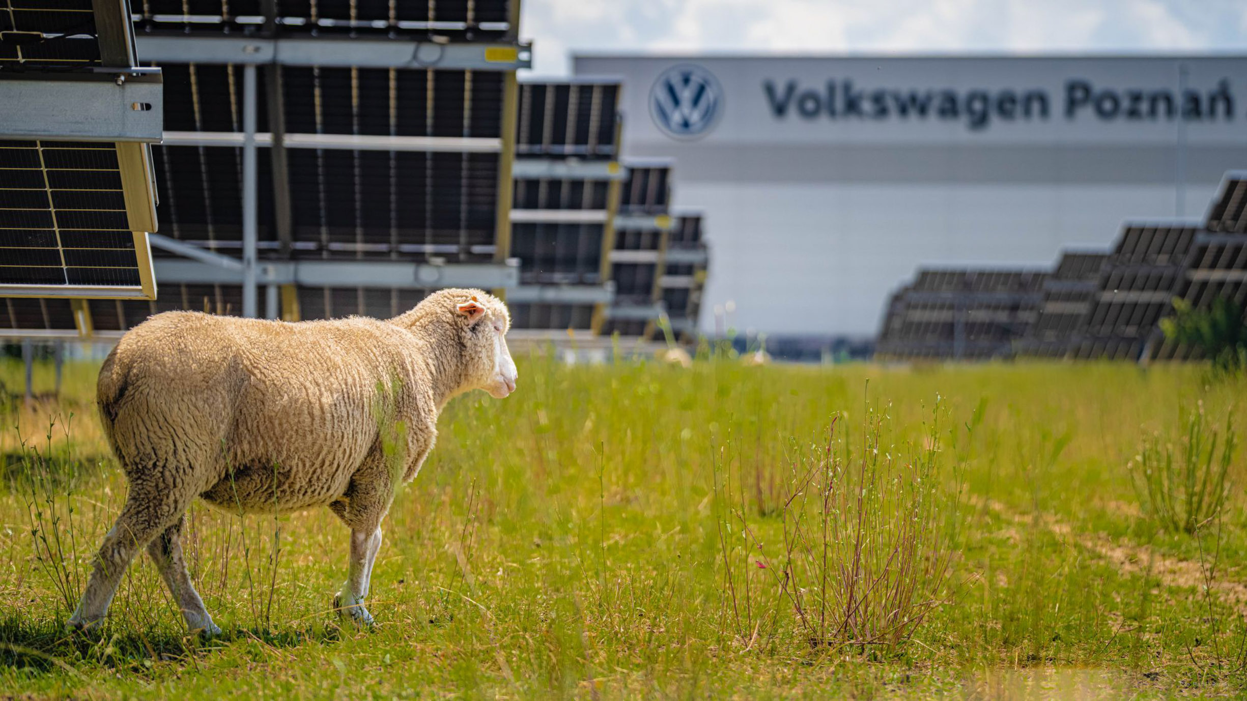 VW Replaces Lawnmowers with 100 Sheep at Polish Factory