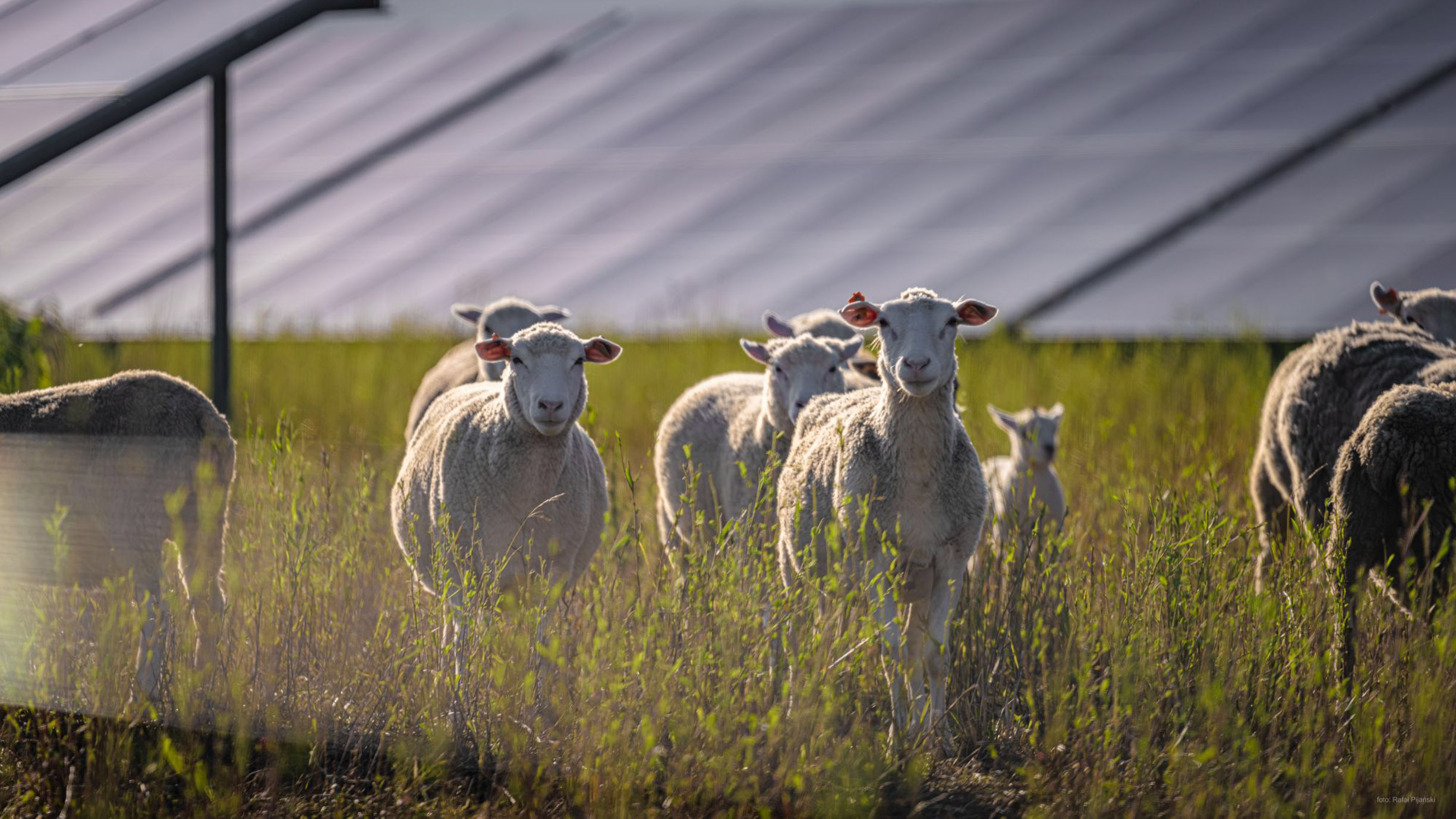 VW Replaces Lawnmowers with 100 Sheep at Polish Factory