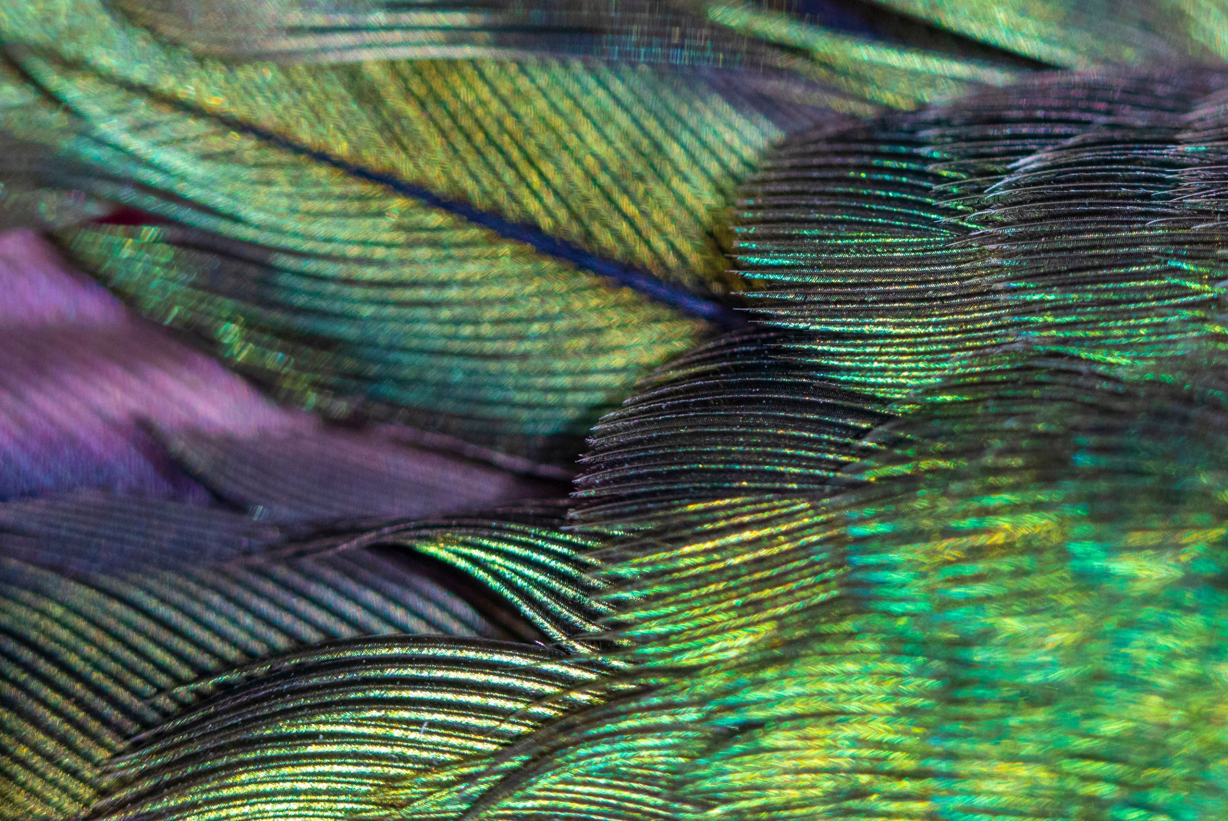 Rolls-Royce Phantom Hummingbird (10)